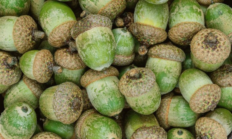 Everything You Need to Know about Growing Oak Trees from Acorns