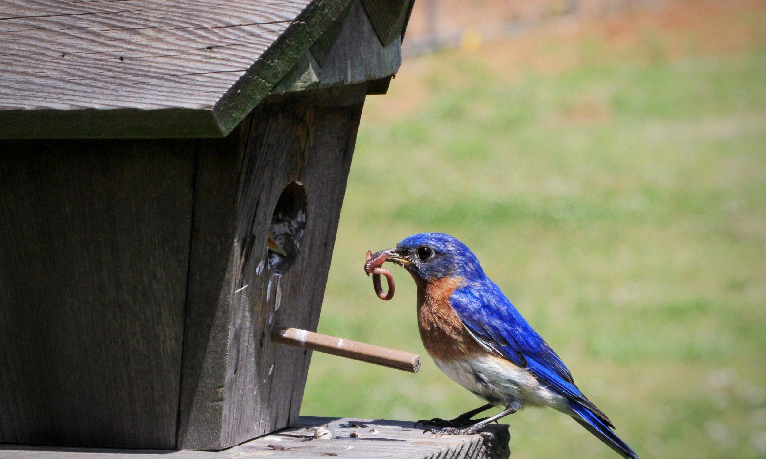 How to Attract Bluebirds – Setting Up a Bluebird House