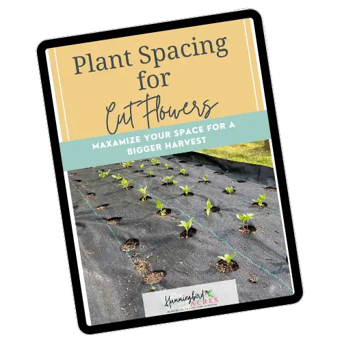 Plant spacing for cut flowers