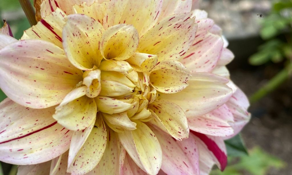 growing dahlias
