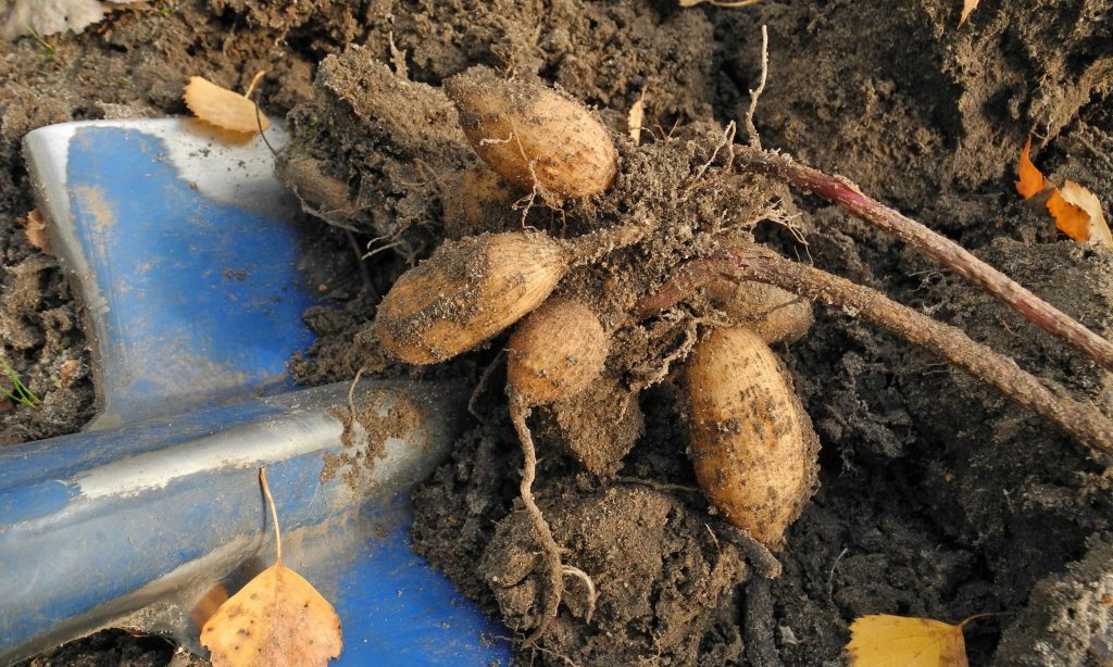 growing dahlias