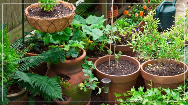 4 Tips for Small Space Gardening – a Bigger Harvest