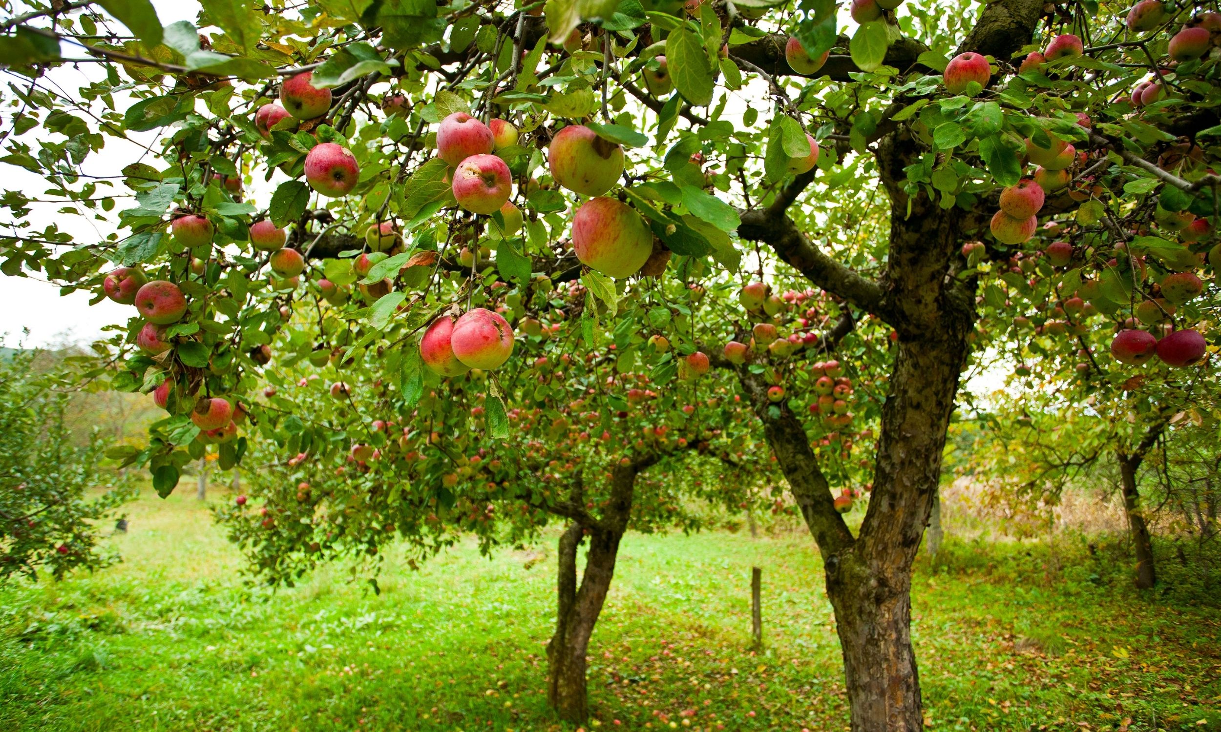 caring for apple trees-