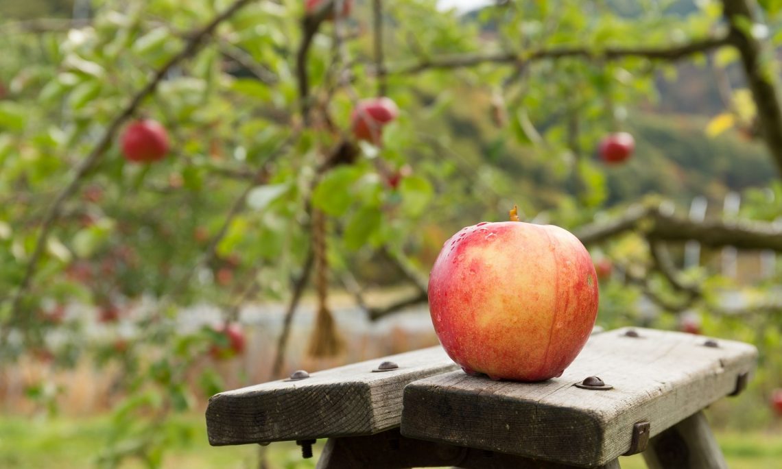 caring for apple trees-