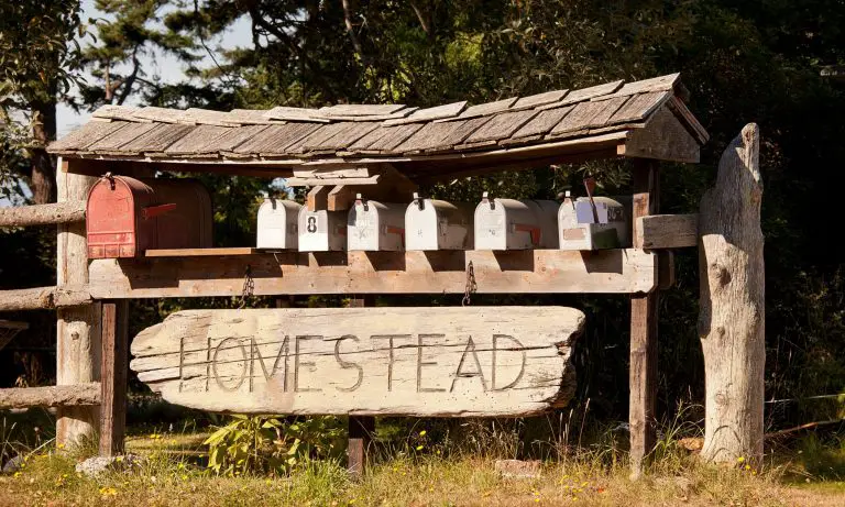 12 Homestead Skills to Learn this Year as a Beginner Homesteader