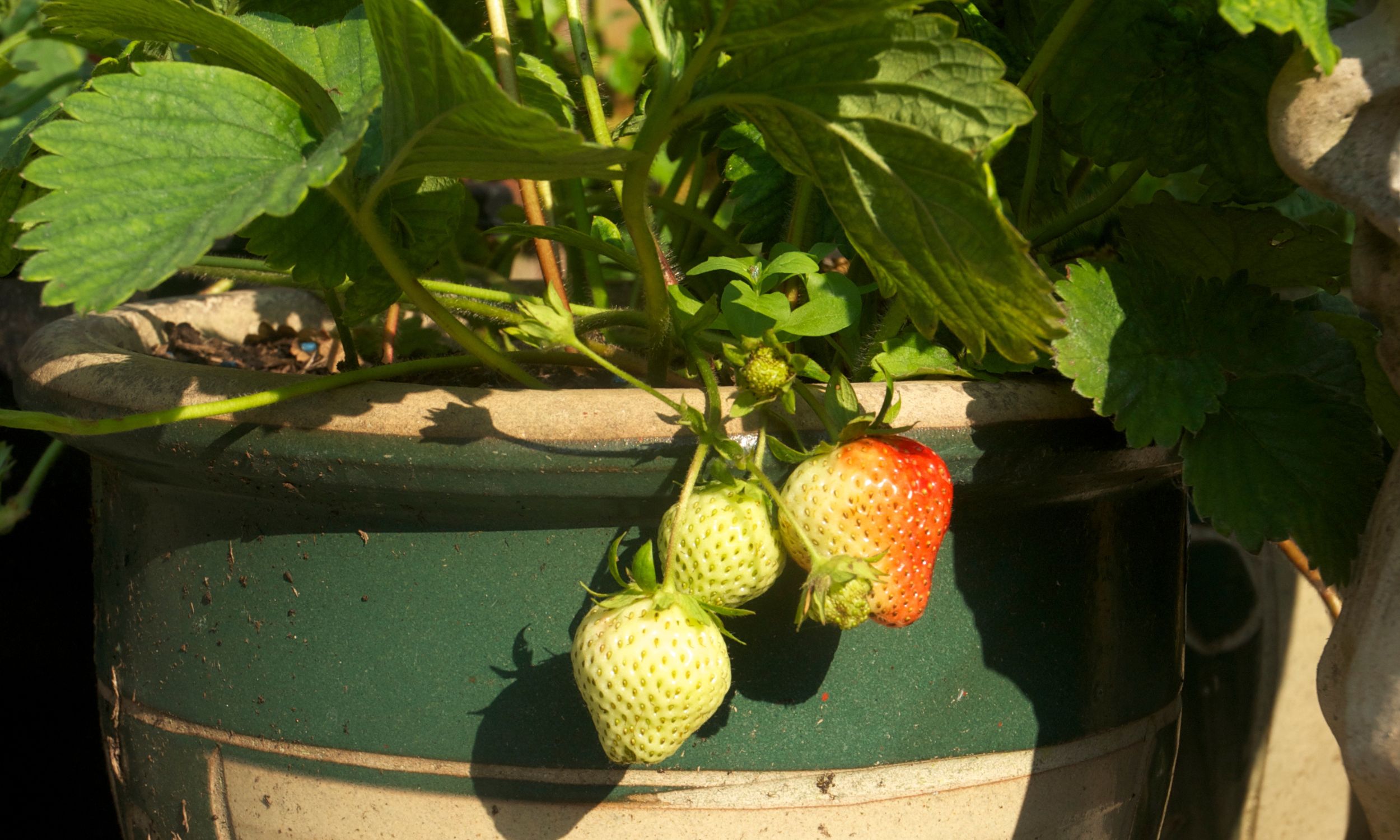 Tips for Growing Strawberries in Containers