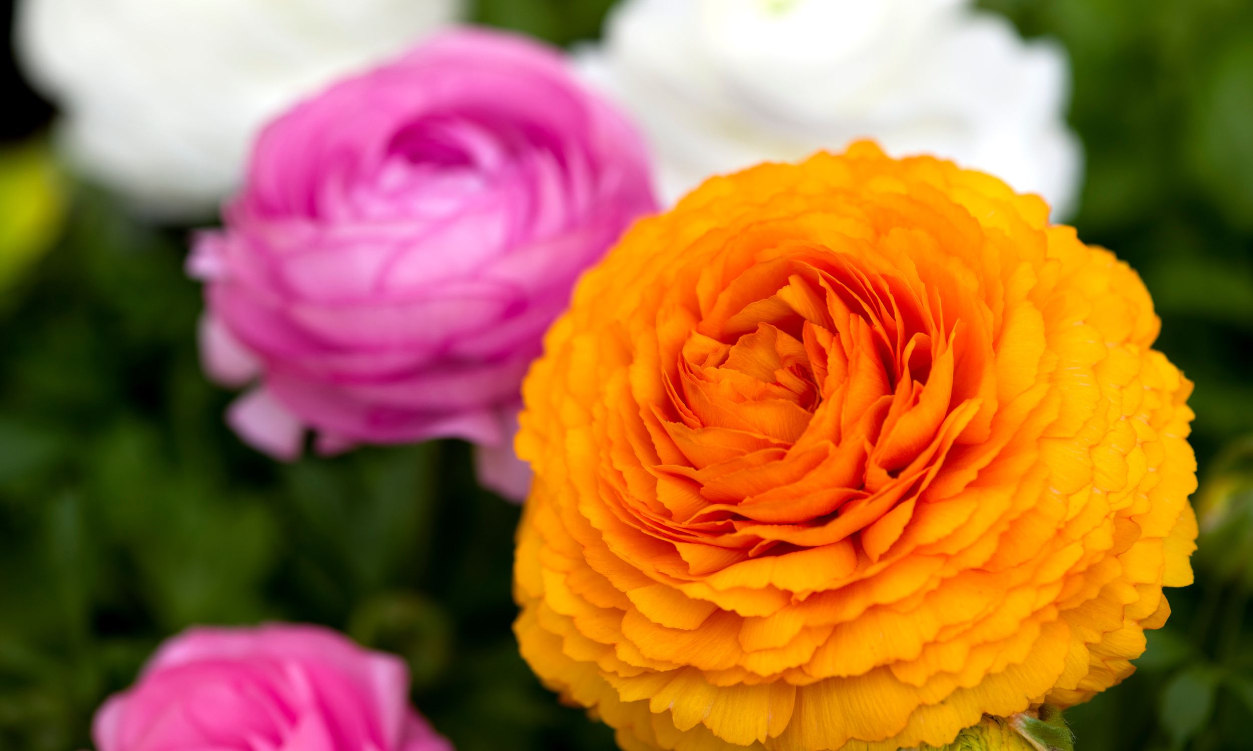 Planting Ranunculus | Where, When, How