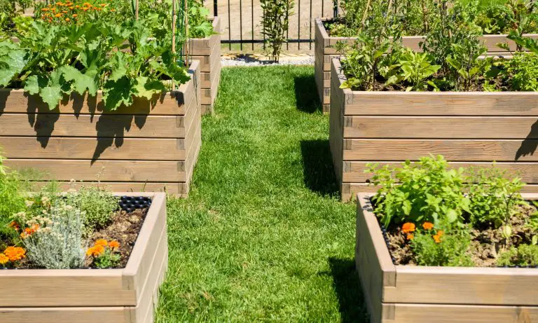 What Size Raised Garden Bed Should You Choose?