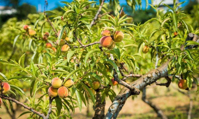 How to Grow Peach Trees on Your Homestead