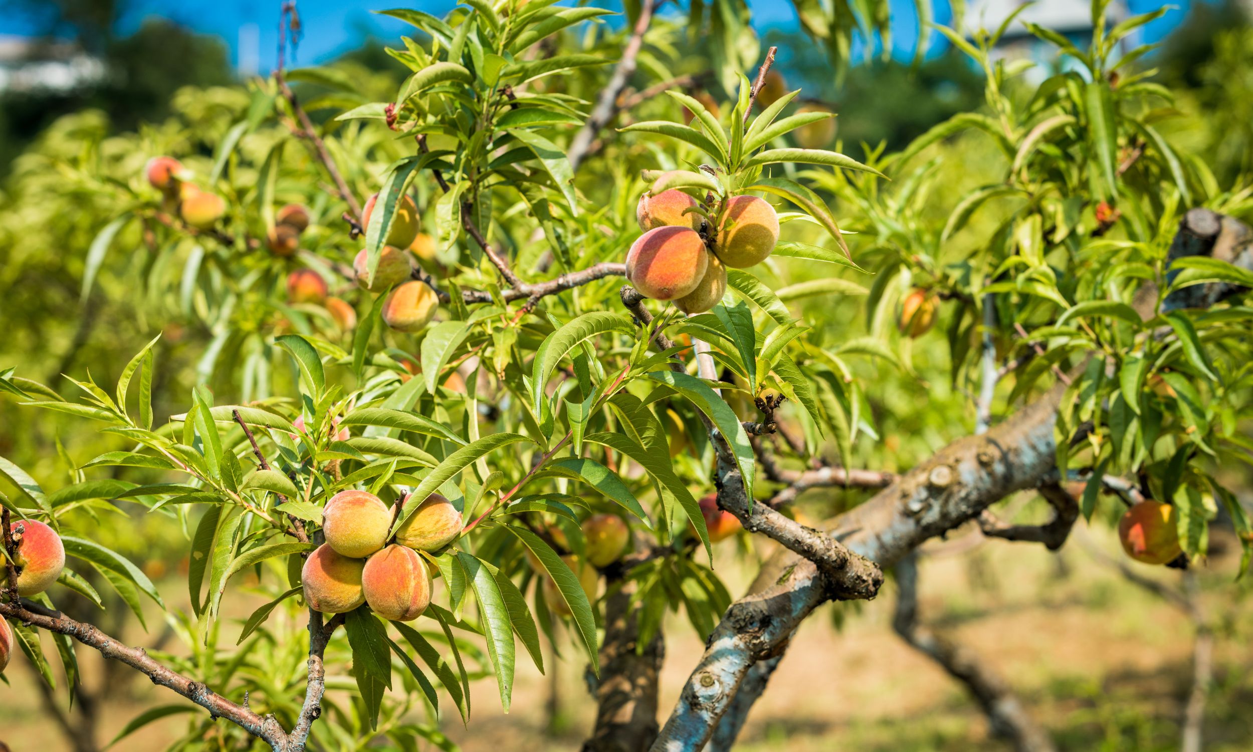 How to Grow Peach Trees on Your Homestead