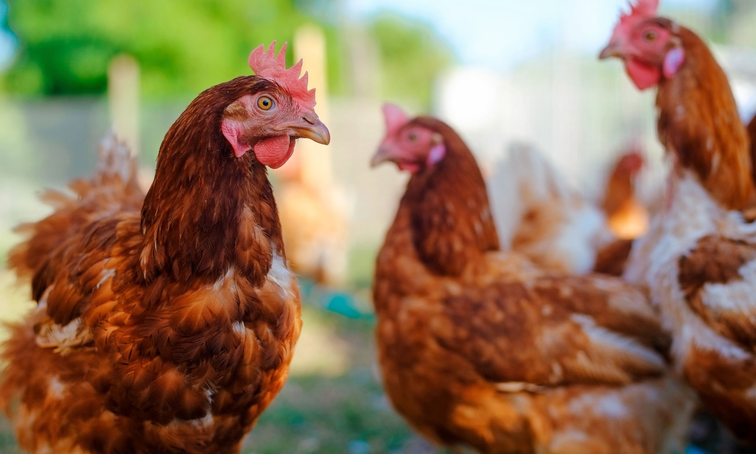 Chickens in a permaculture design