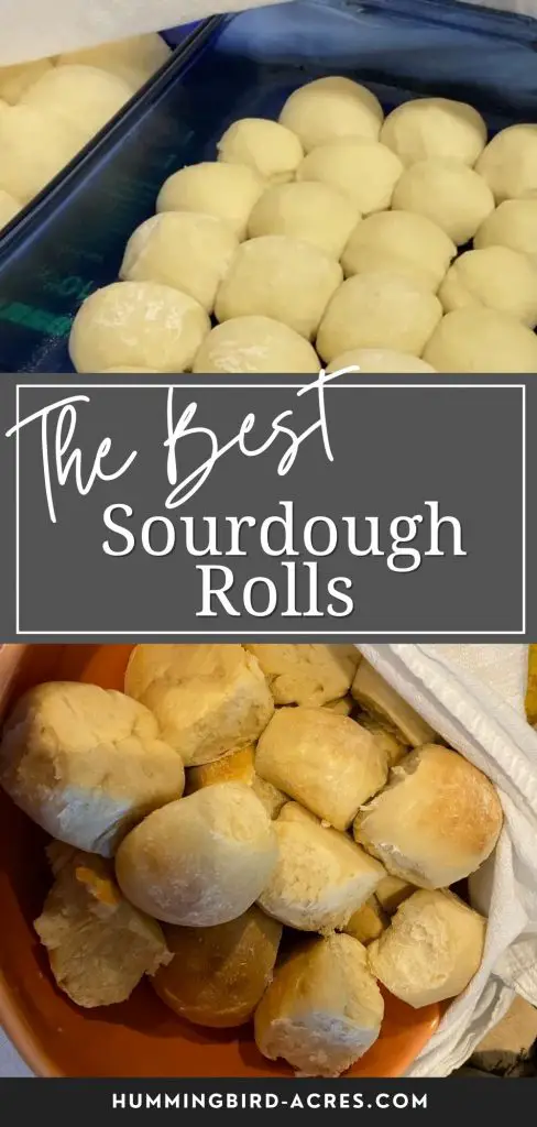 sourdough dinner rolls
