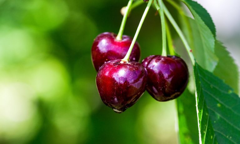 planting cherry trees from seed