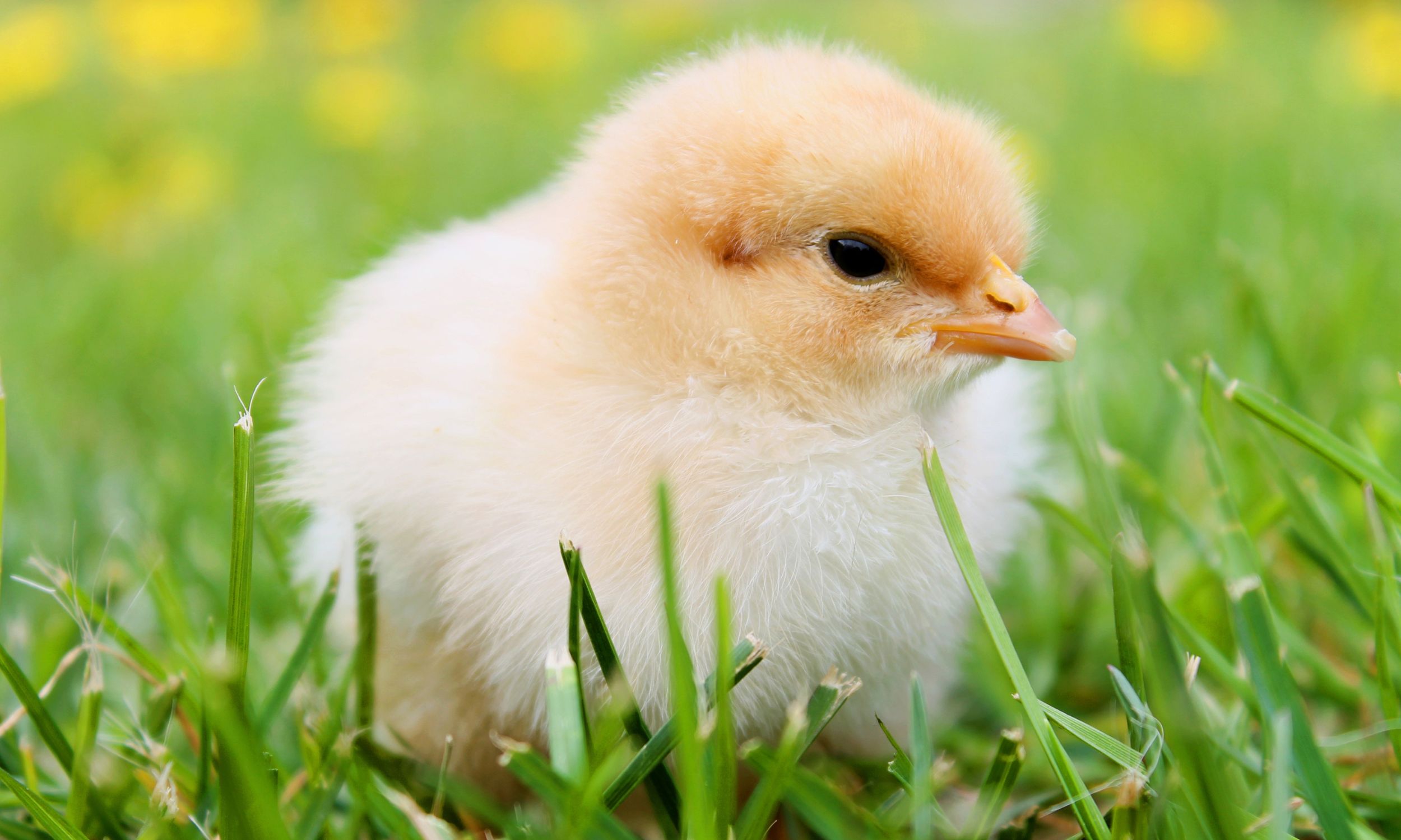Tips for Raising Healthy, Happy Baby Chicks