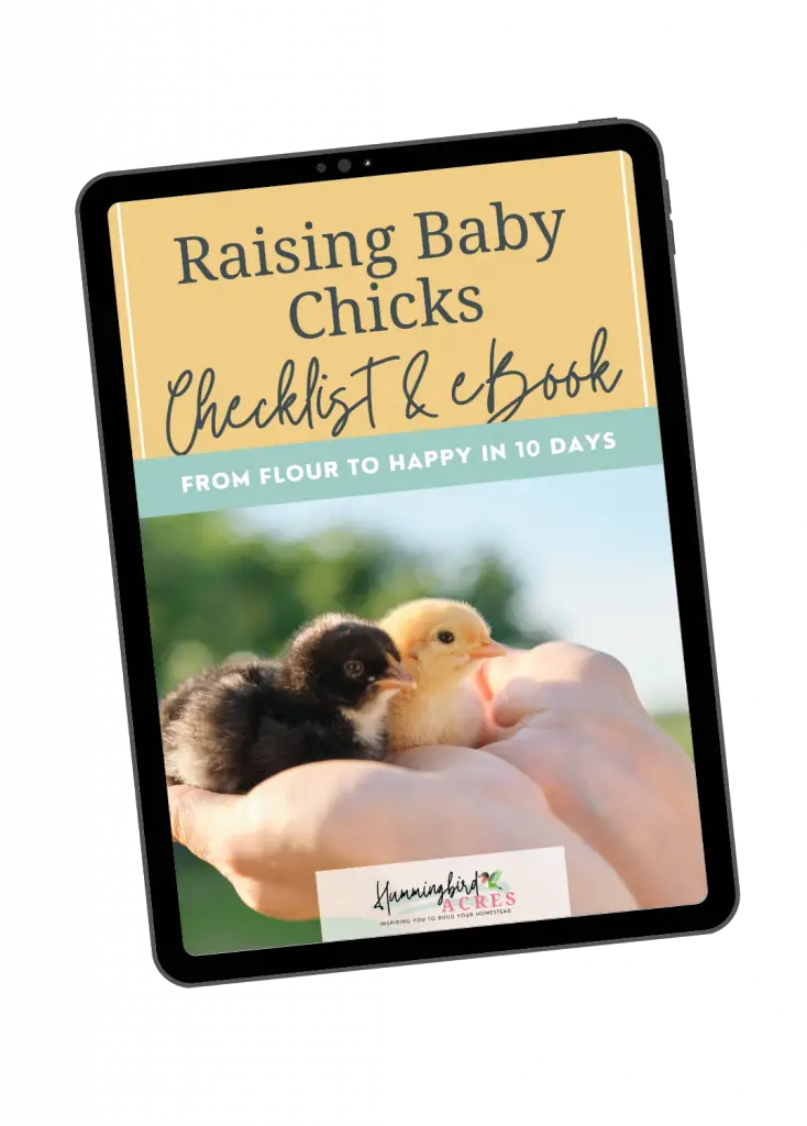 raising backyard chickens