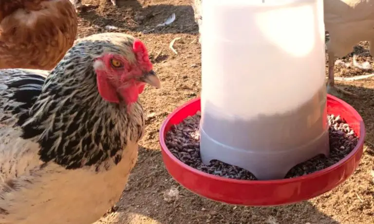 What Is Chicken Grit? and When to Feed Chickens Grit