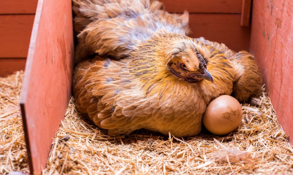 do chickens lay eggs at night