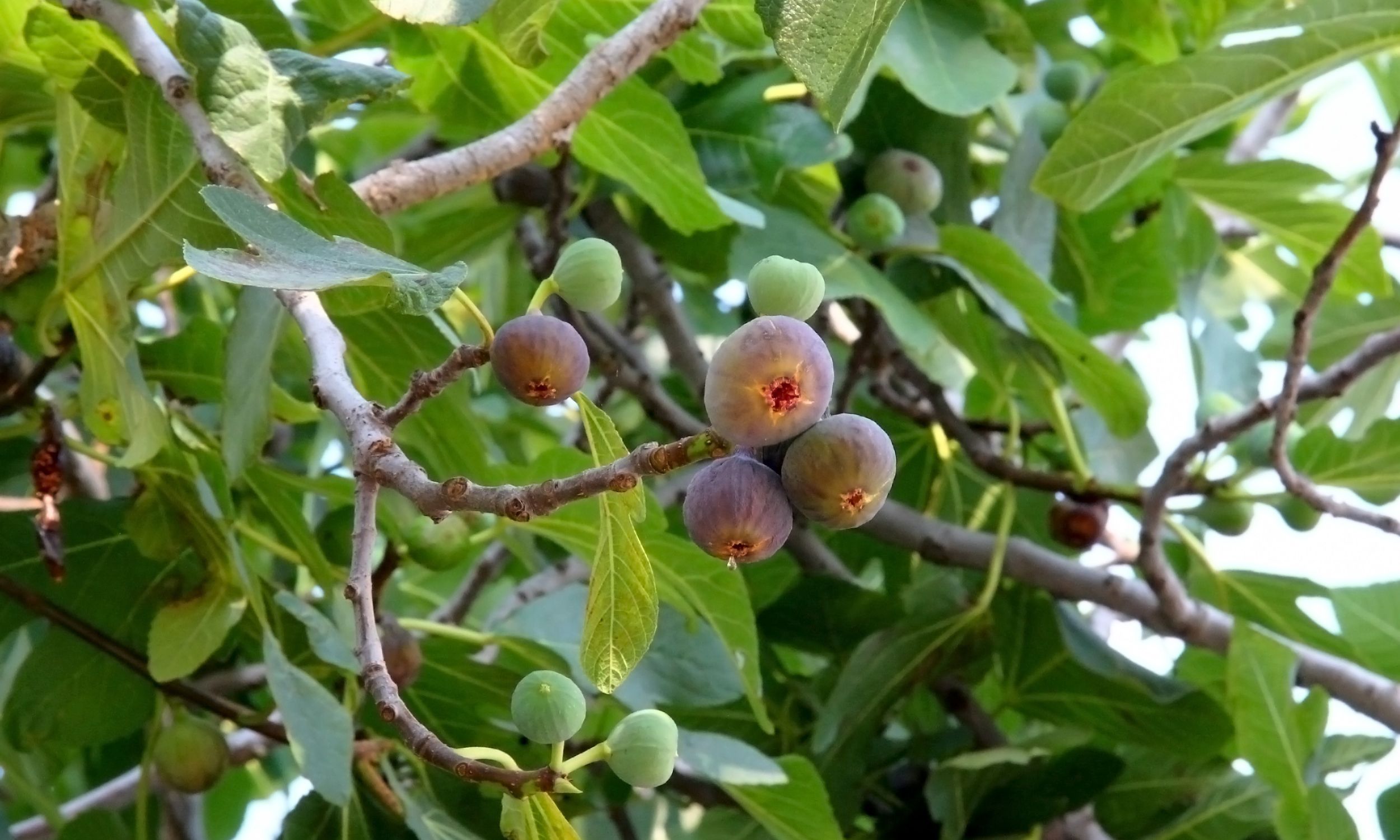 When Do Fig Trees Produce Fruit? A Quick Guide