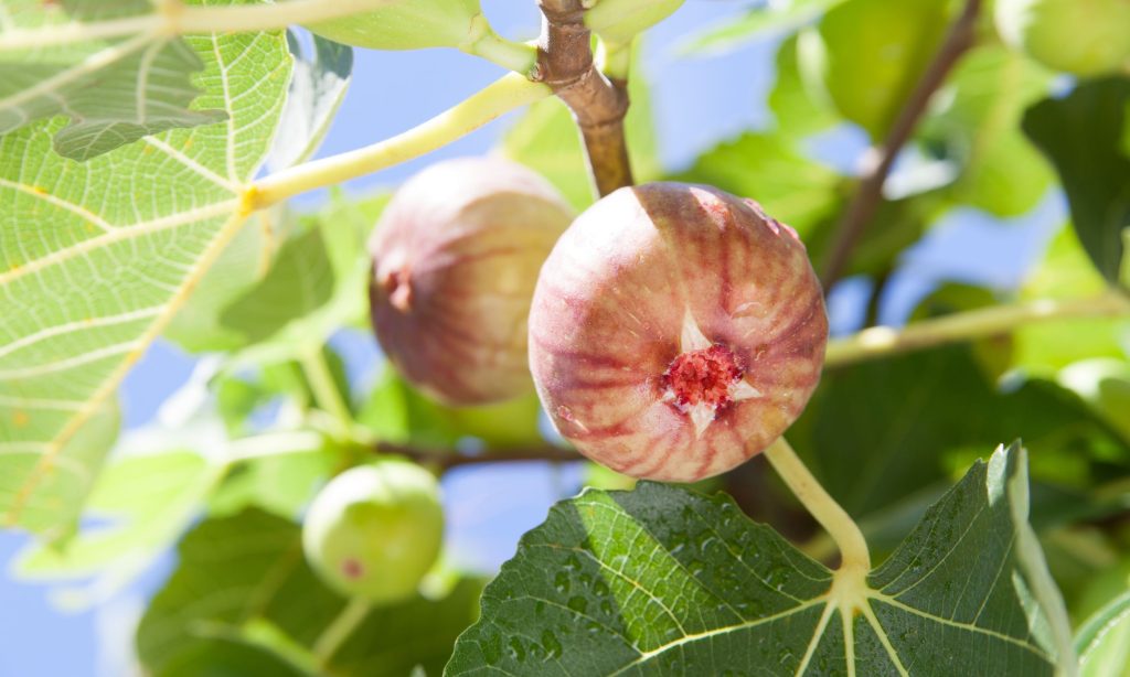 fig tree produce fruit