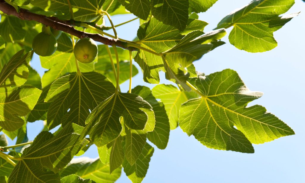 fig tree produce fruit