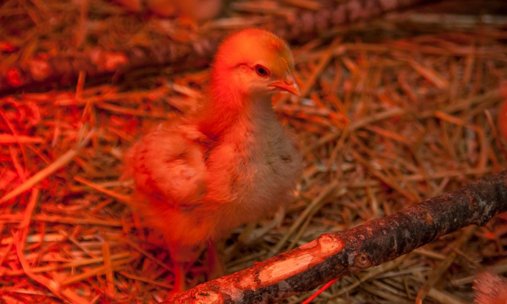 raising baby chicks
