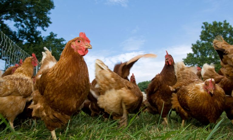 save on chicken feed