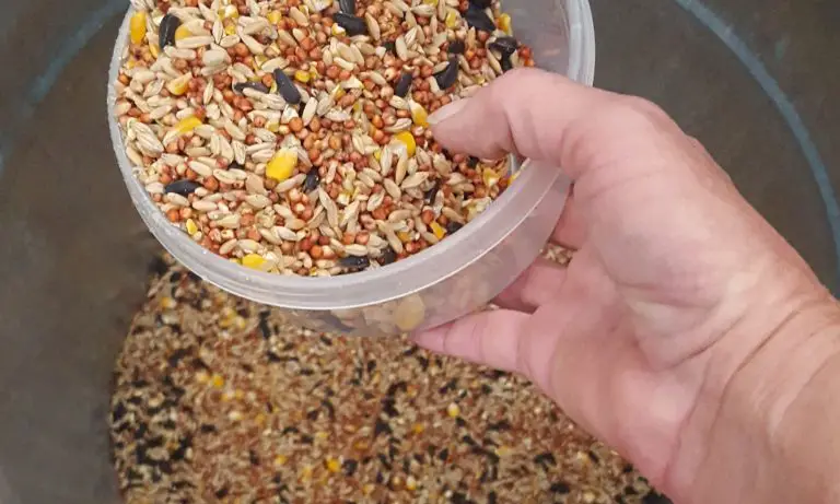 20 Ways to Save on Chicken Feed