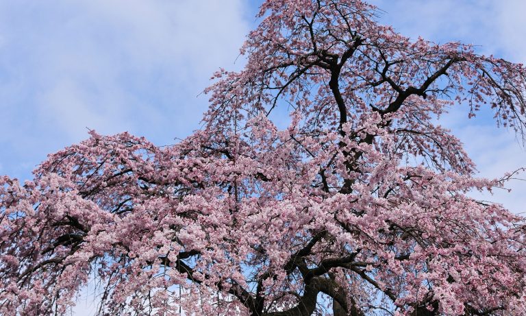 Plant a Beautiful Weeping Cherry Tree – Learn Where & How