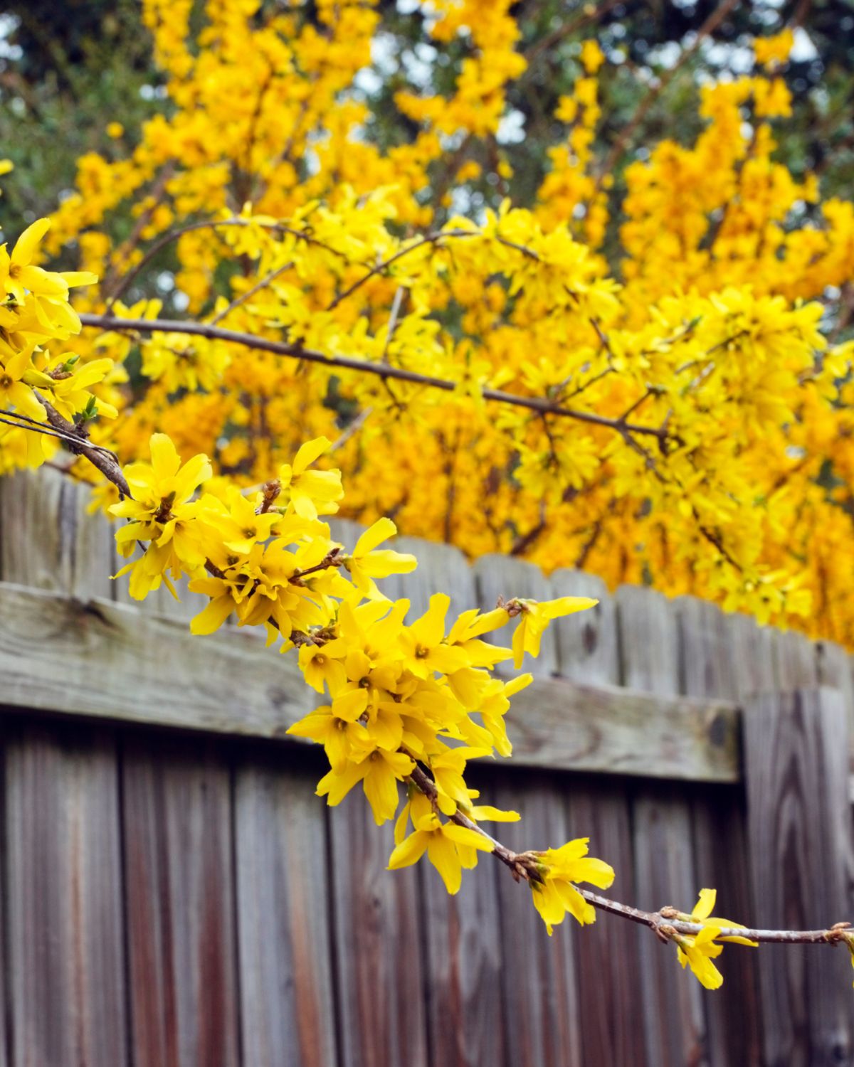 How to Grow and Propagate Forsythia Bushes: Tips and Tricks for Home Gardeners