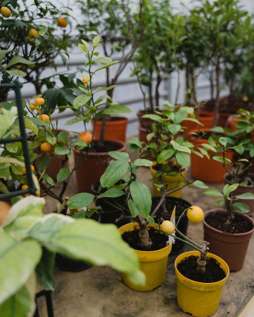 Planting Fruit Trees in Containers