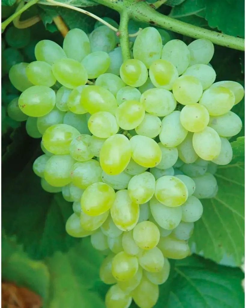 How to grow grapes