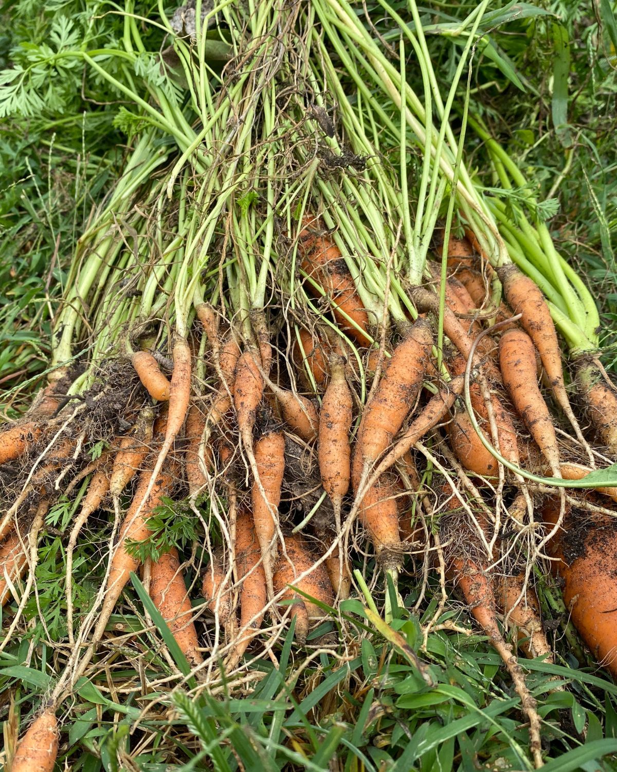 gardening for beginners