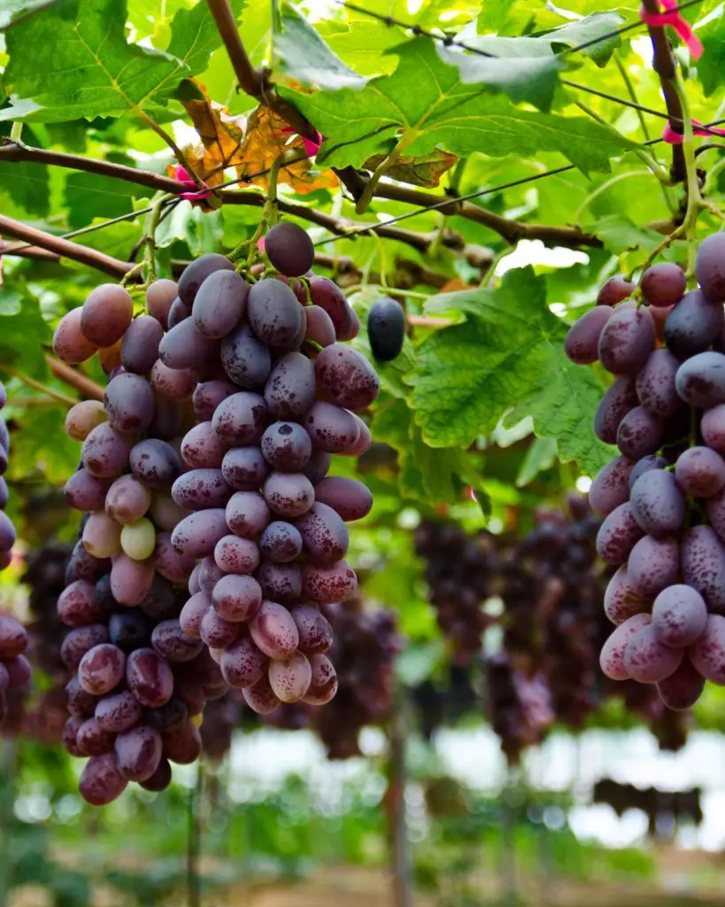 How to Grow Grapes at Home – Step-by-Step Guide
