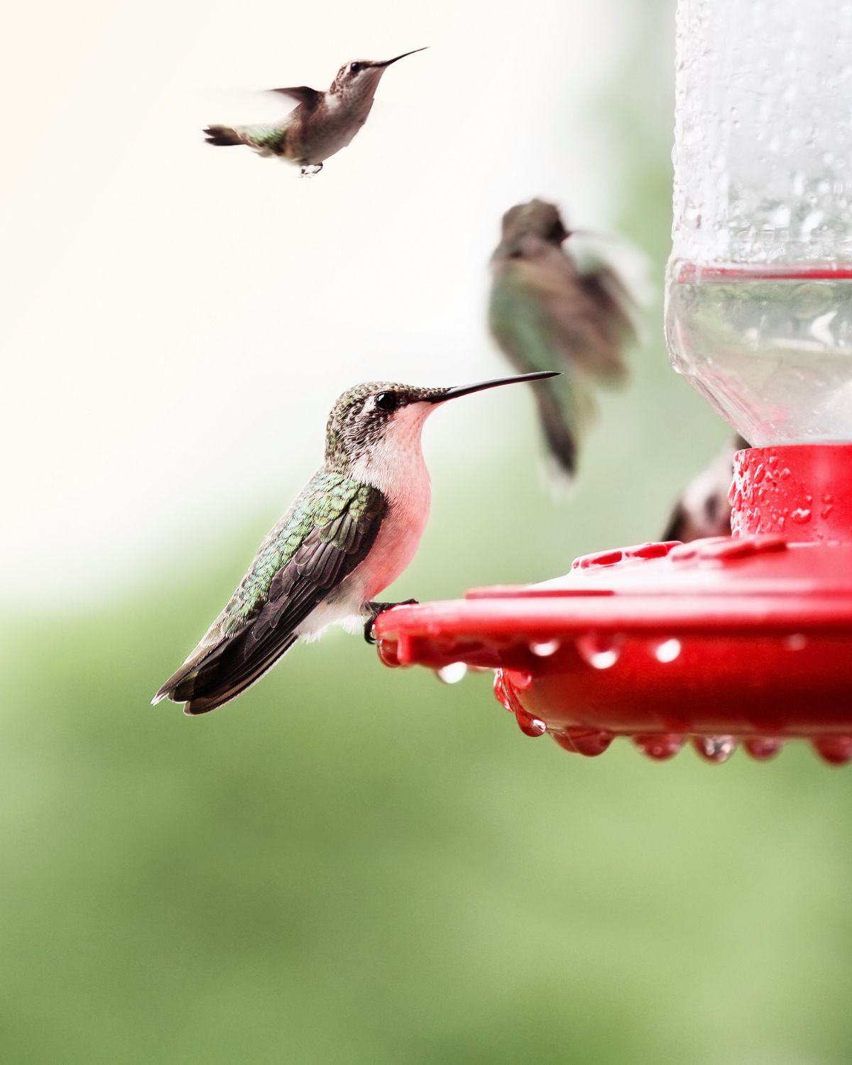 Hummingbirds: Ideal Sugar to Water Ratio for Feeding Them