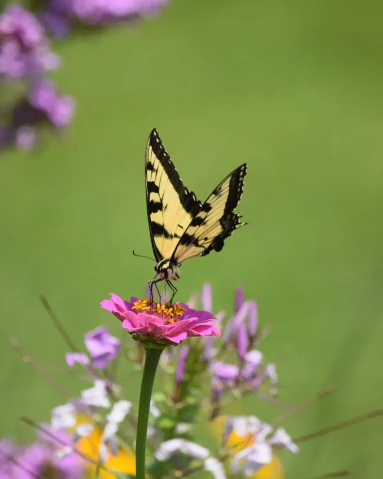 Plan Your Own Butterfly Garden: A Beginner’s Guide