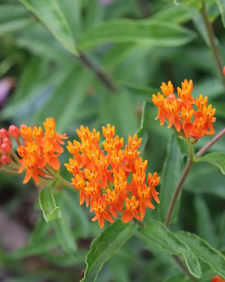 Grow Butterfly Weed for a Beautiful Butterfly Garden