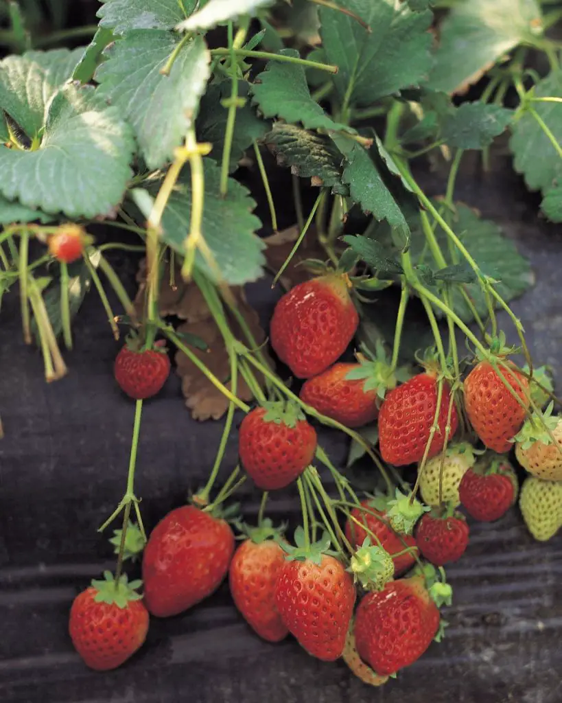 strawberries companion plants