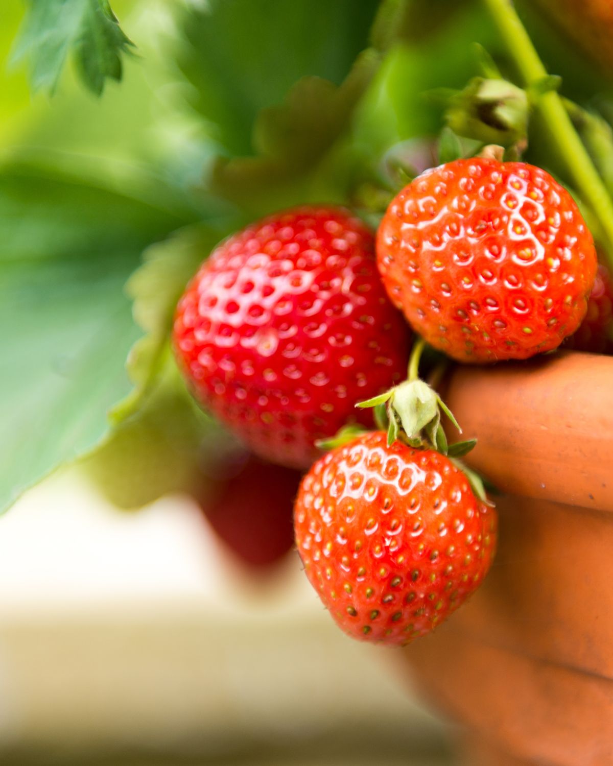 Strawberries Companion Plants: The Best Options for a Thriving Garden