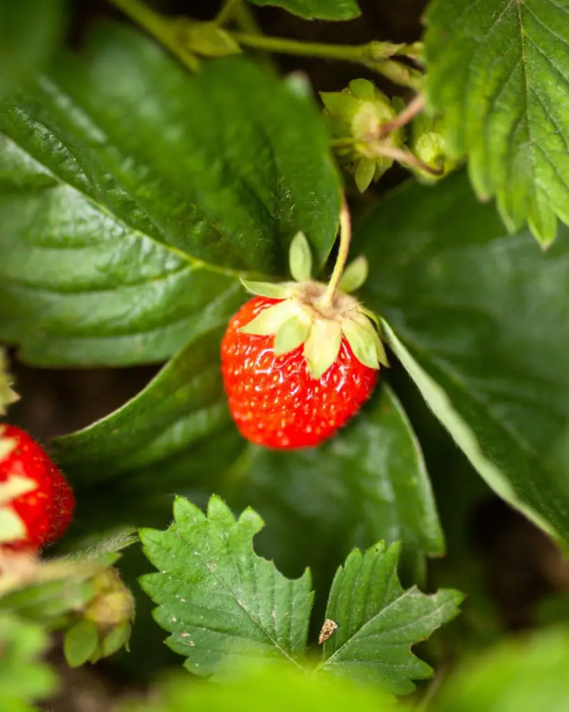 strawberries companion plants