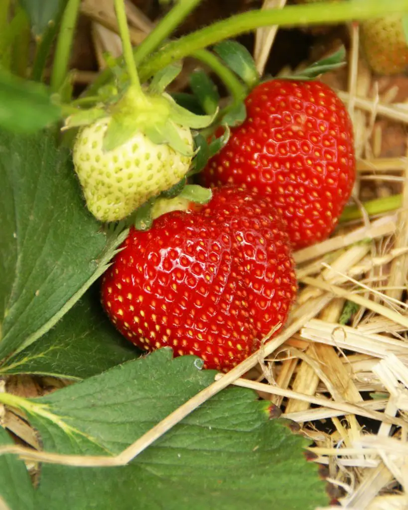 Learn what companion plants work best with strawberries to help them grow healthier and tastier!