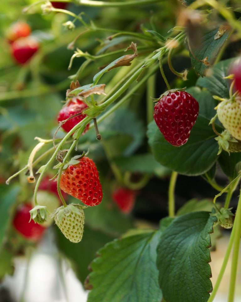 Best Organic Fertilizer for Strawberries: Boosting Growth and Yield Naturally