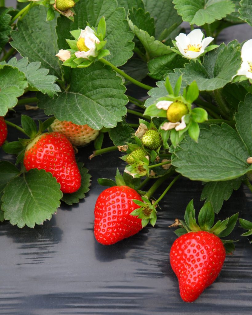best organic fertilizer for strawberries