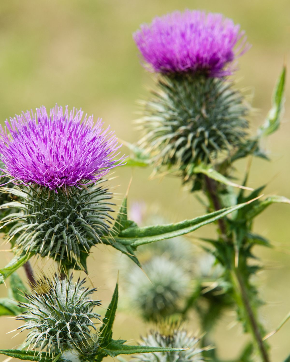 Grow Thistle for Your Butterfly Garden!