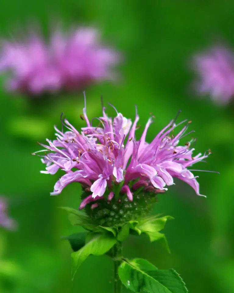 Grow Bee Balm and Attract Butterflies to Your Garden!
