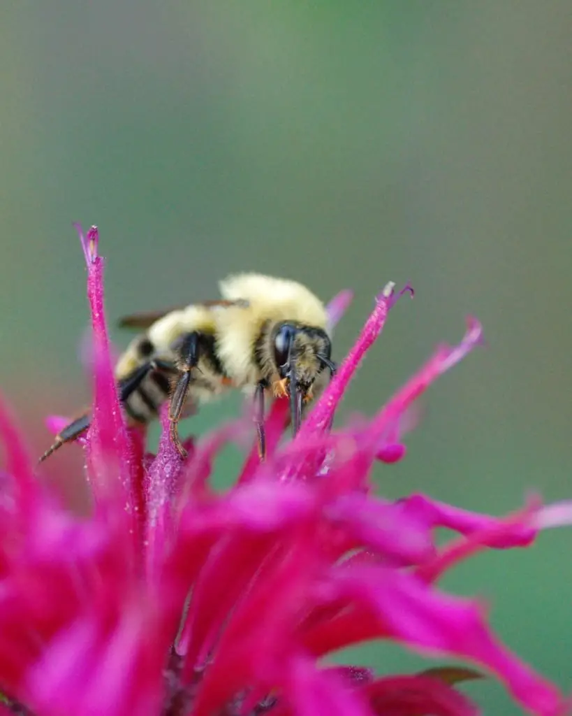 pollinator flower bee balm