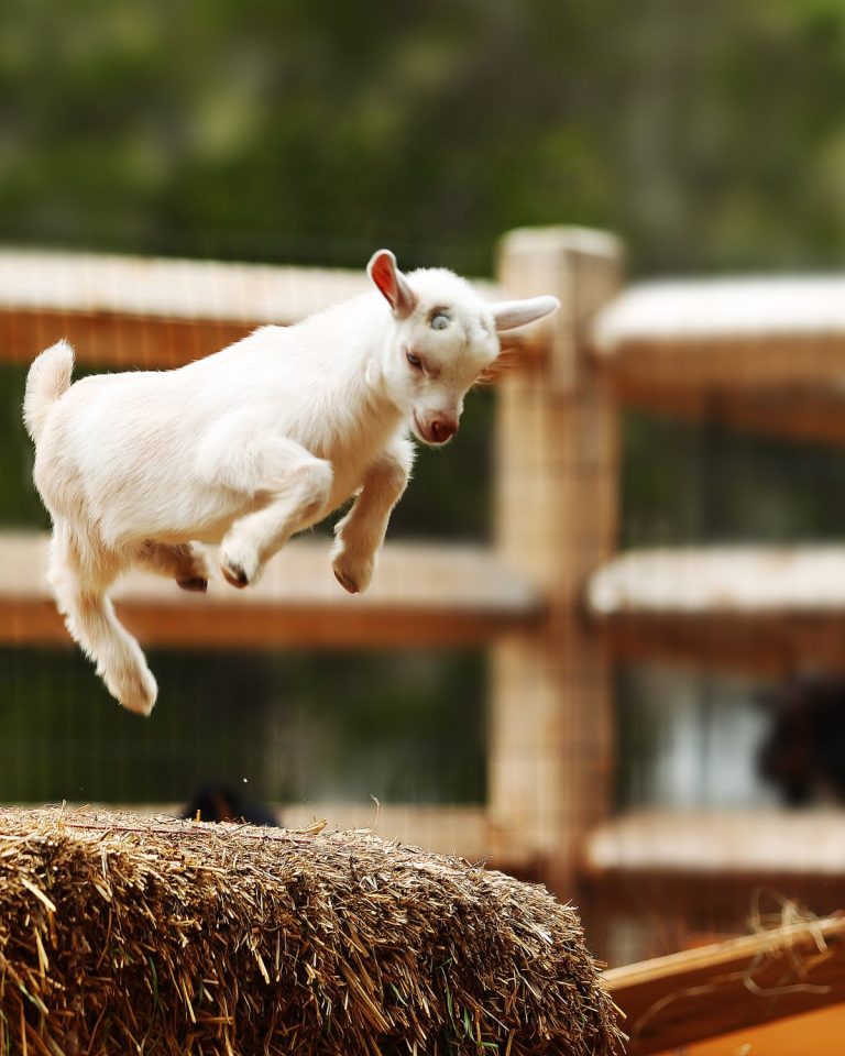 Homesteading with Goats: Tips for Raising and Caring for Your Own Herd
