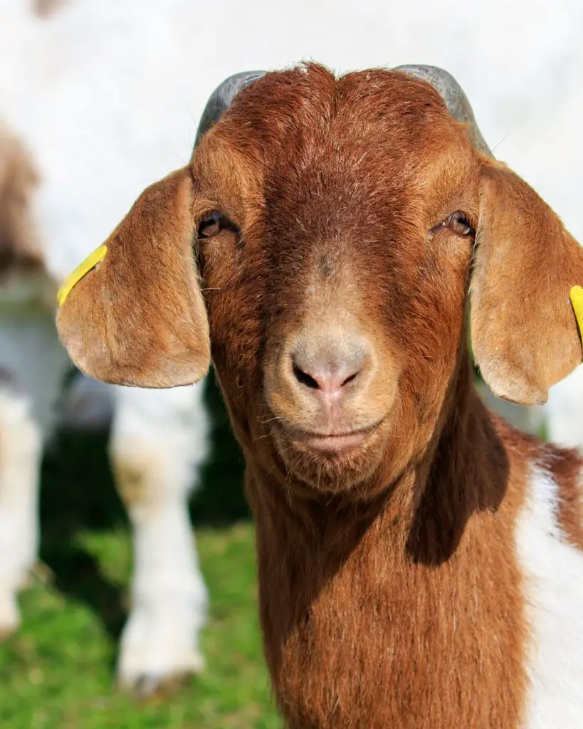 homesteading with goats
