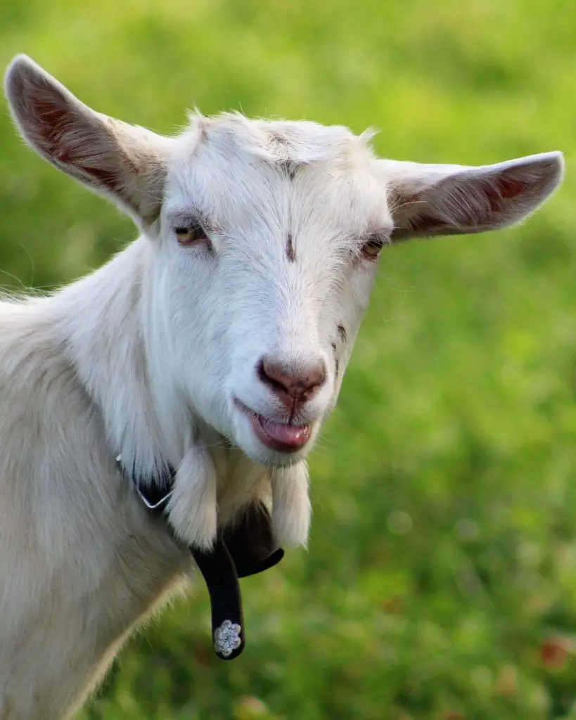 homesteading with goats