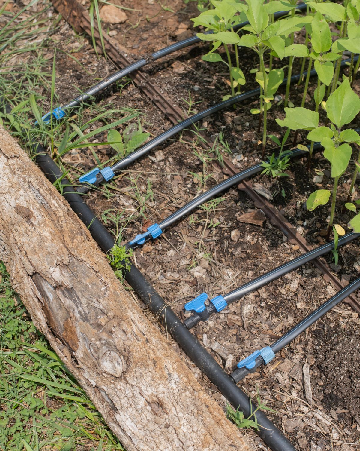 Watering Systems for Raised Beds: A Guide to Efficient Irrigation