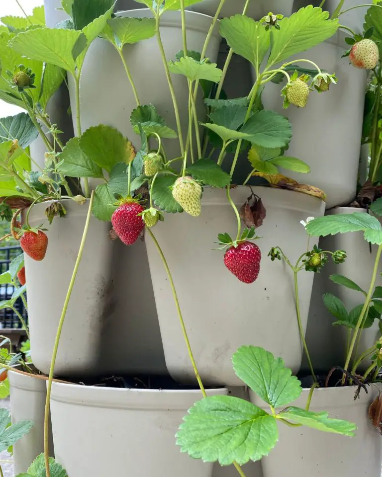 Elevate Your Garden: Key Takeaways on Vertical Gardening